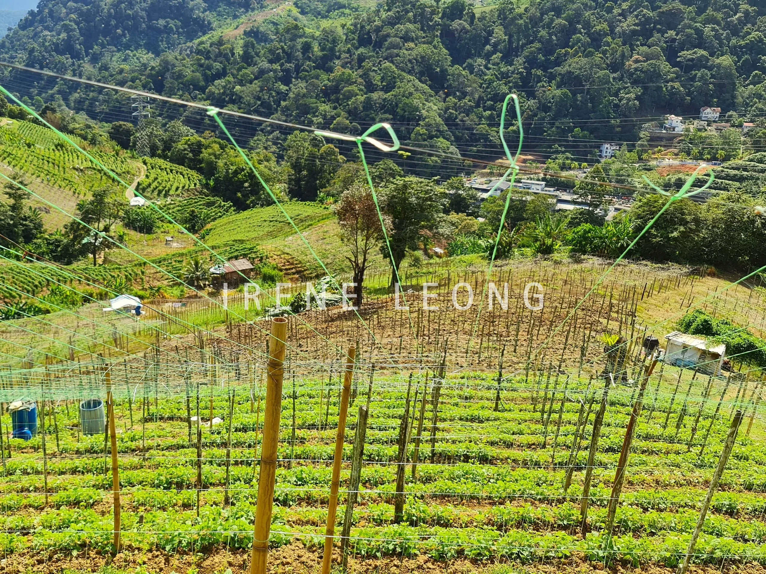 20211119_104220-crushimage