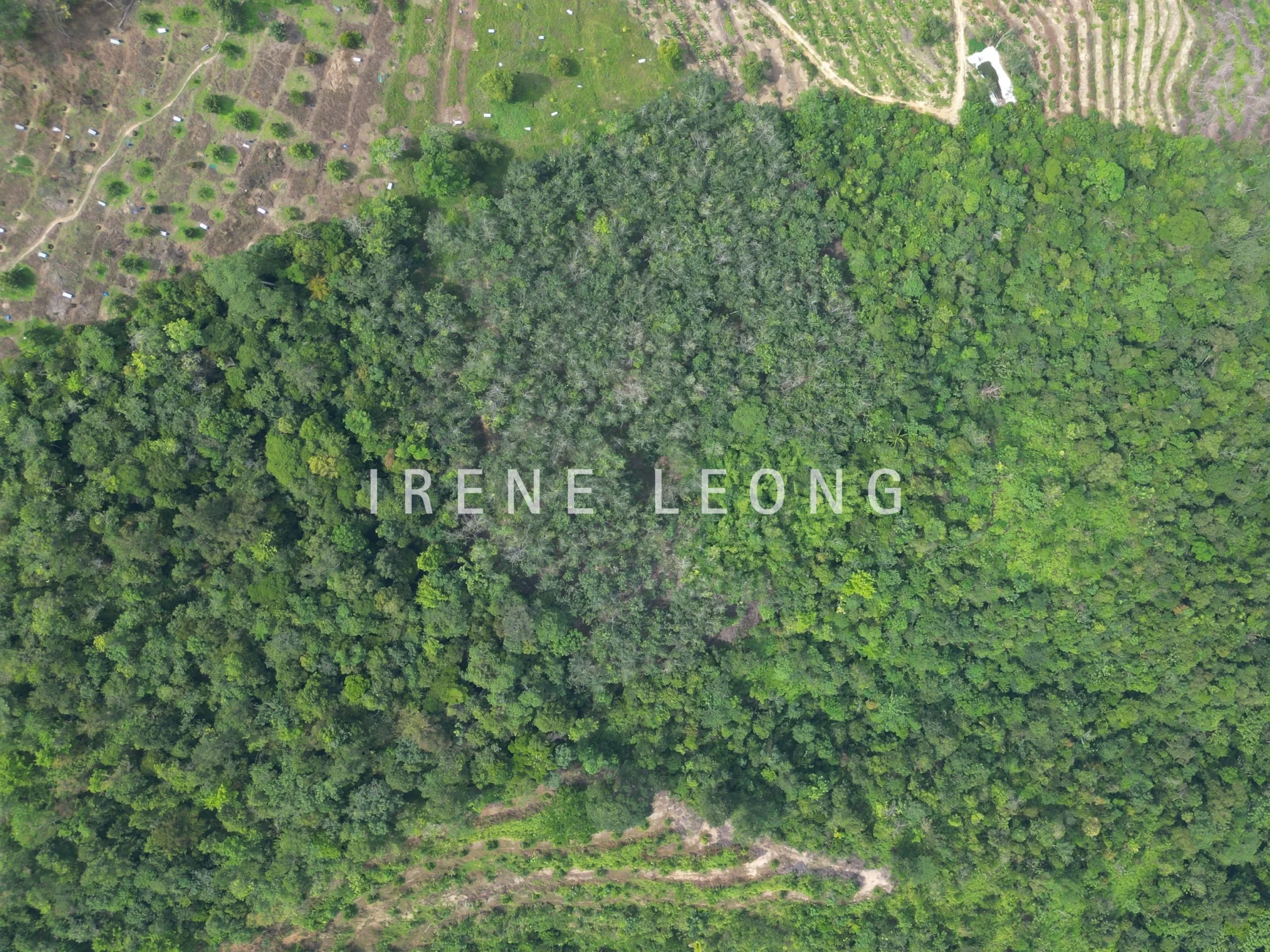 DJI_0305_cropped