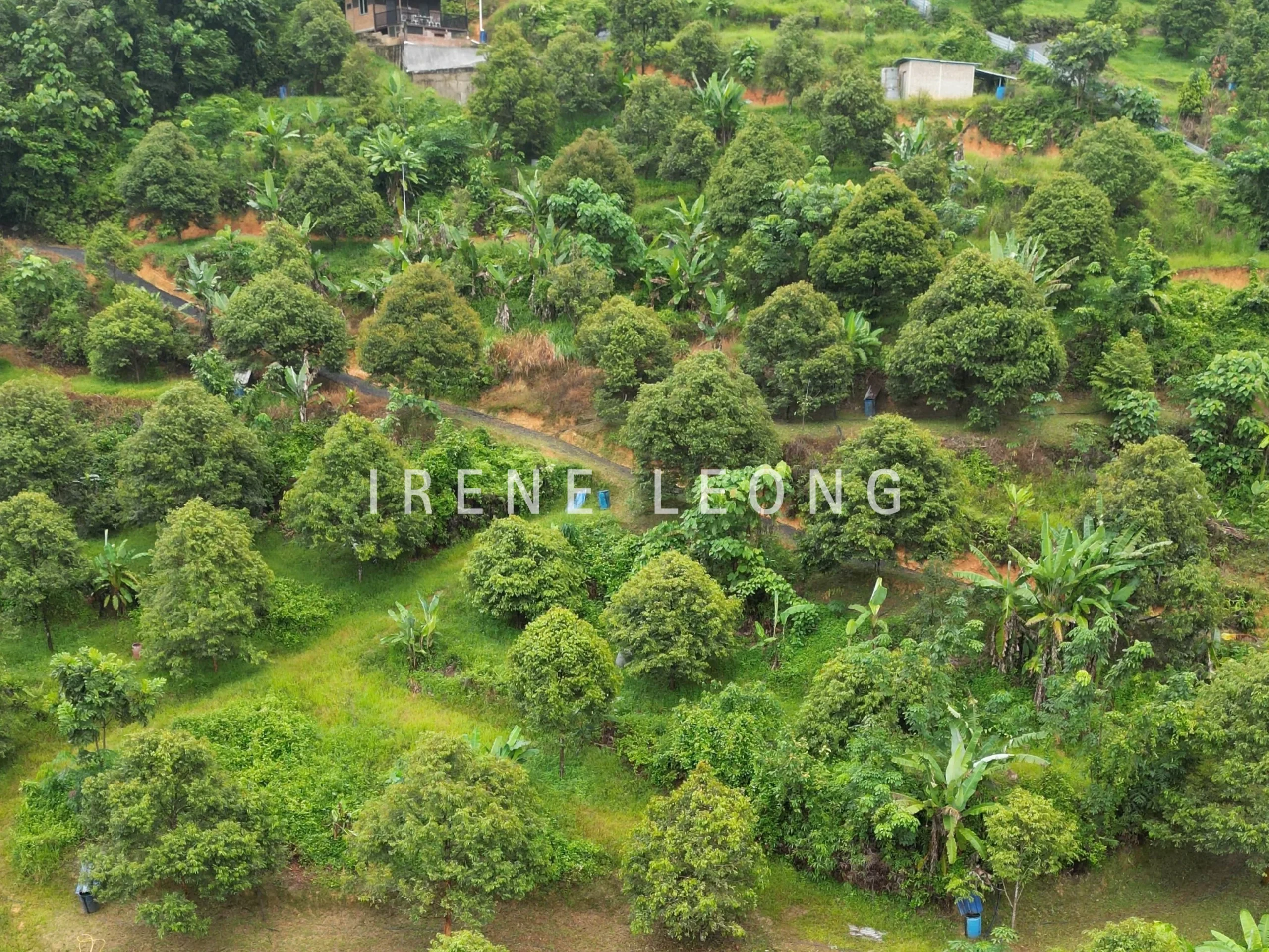 DJI_0443_1