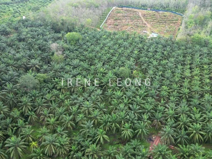 DJI_0807_cropped