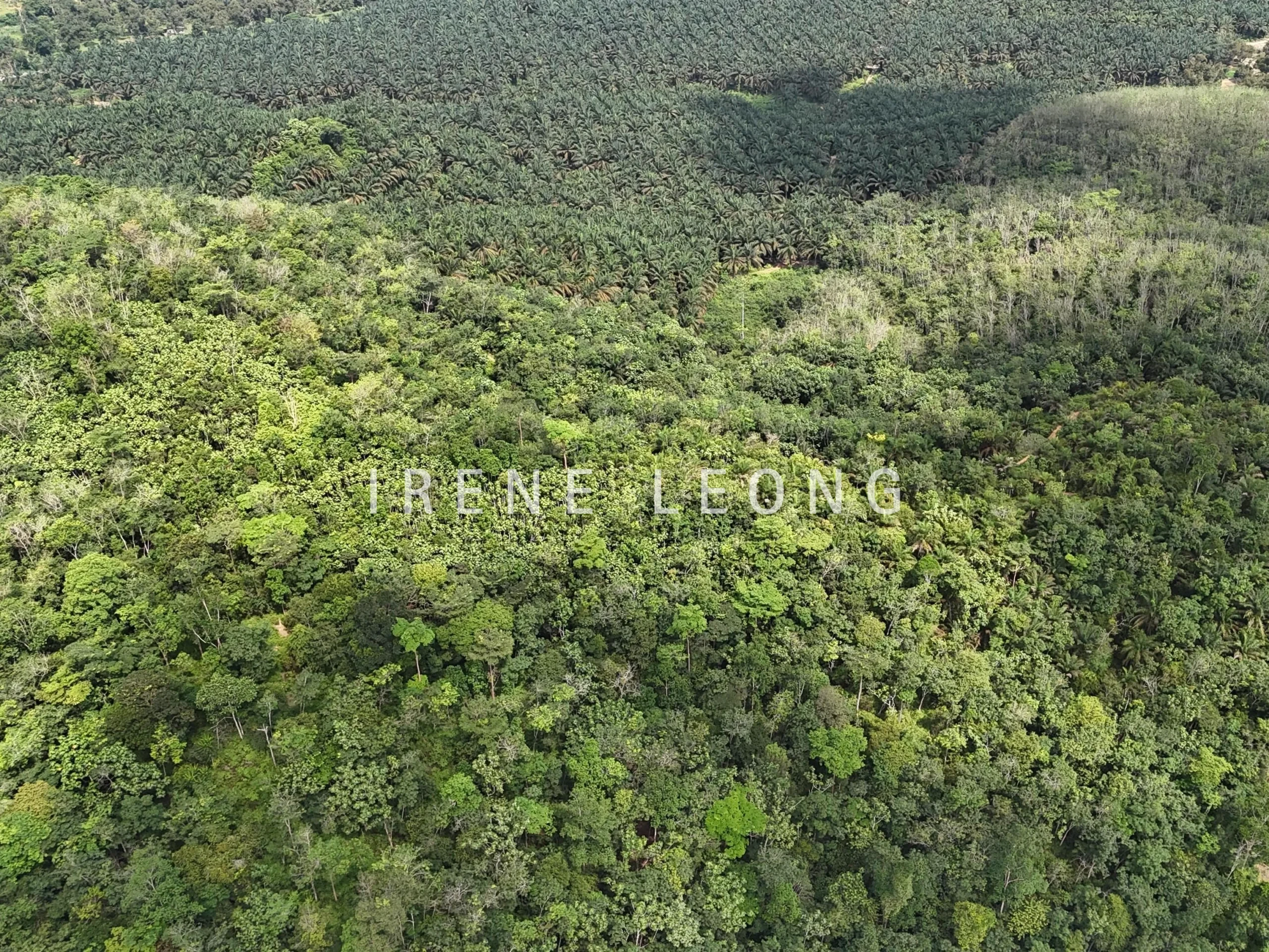 DJI_20250519150532_0033_D-min_cropped