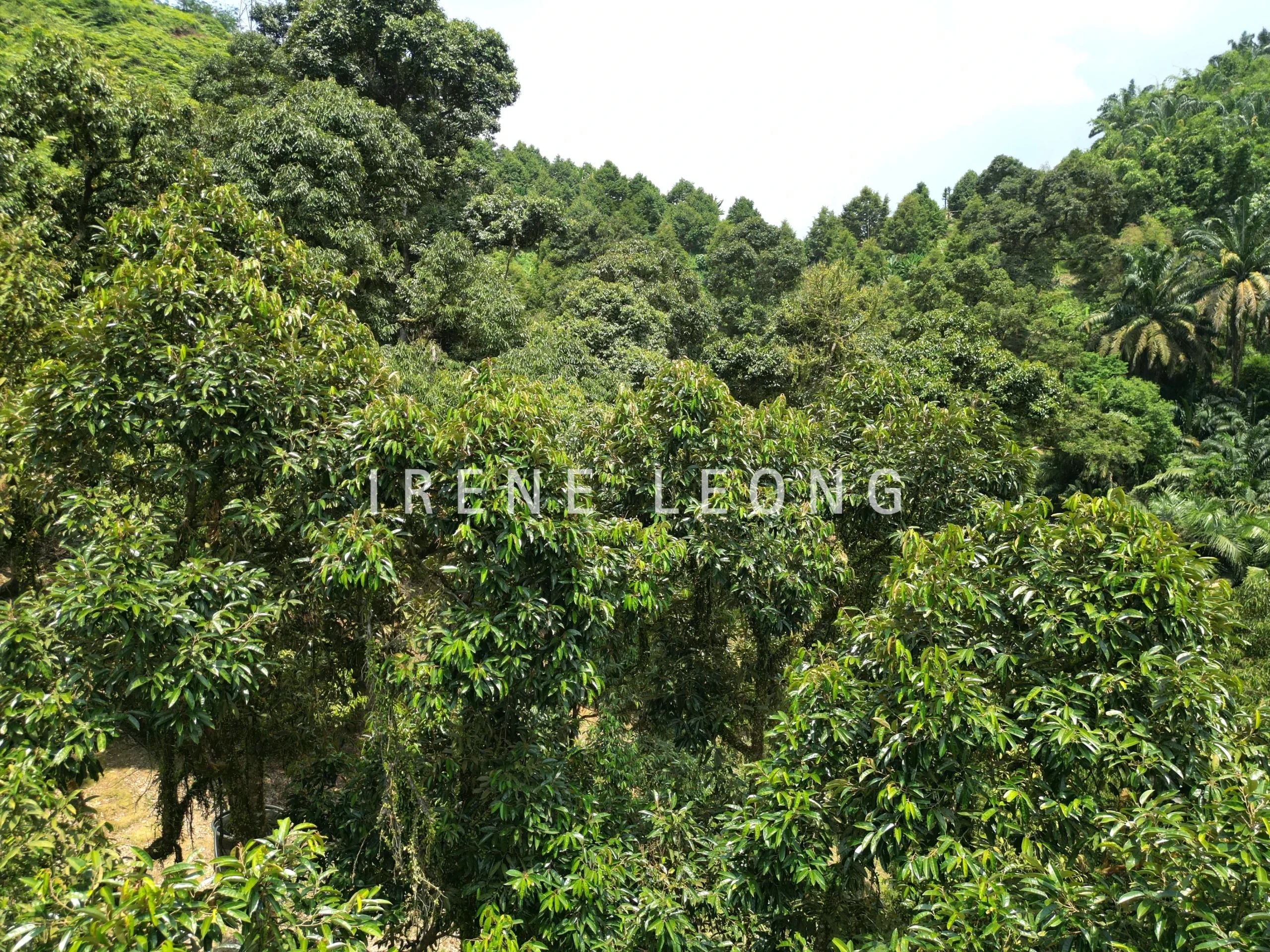 DJI_0495