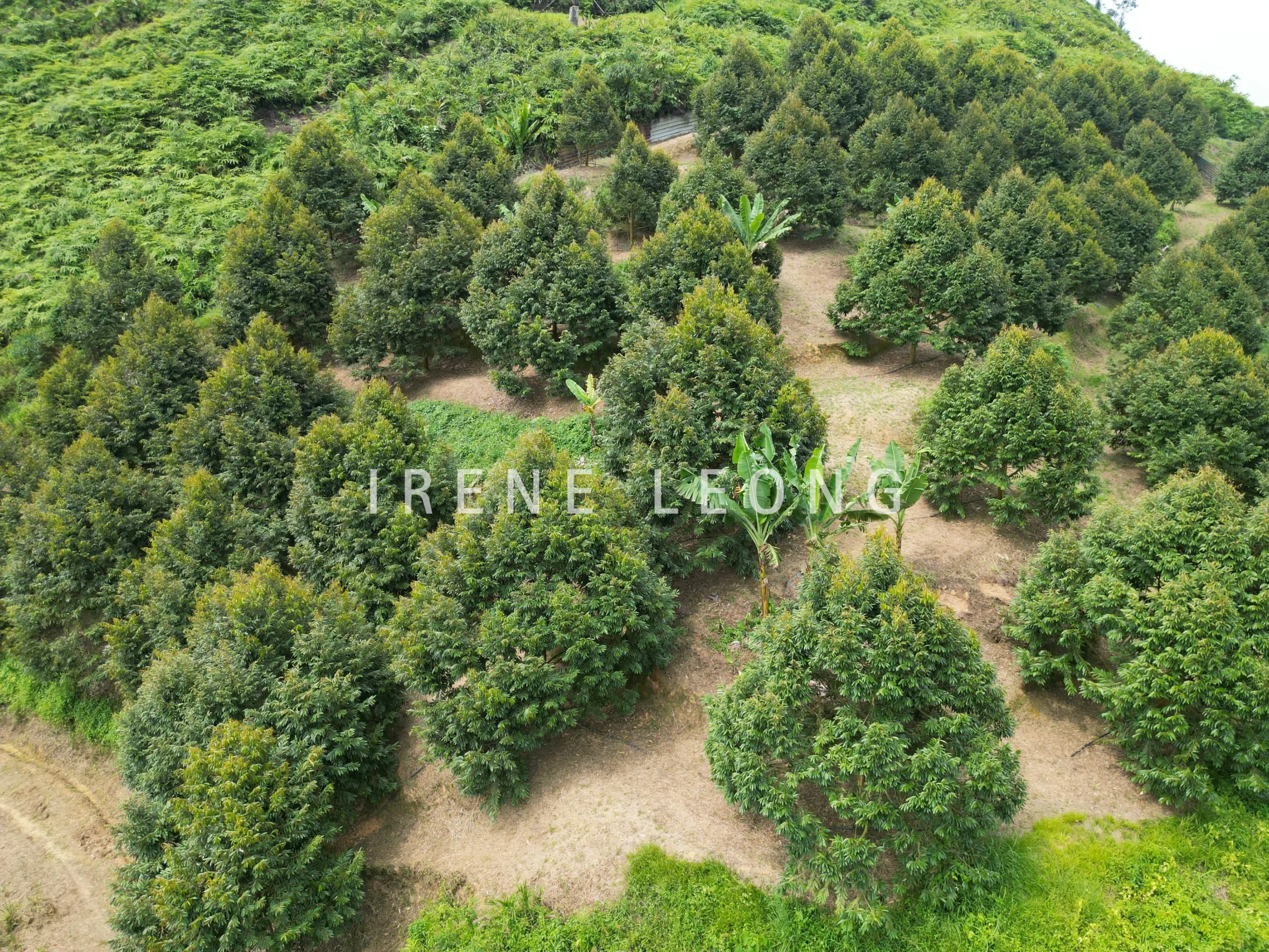 DJI_0575