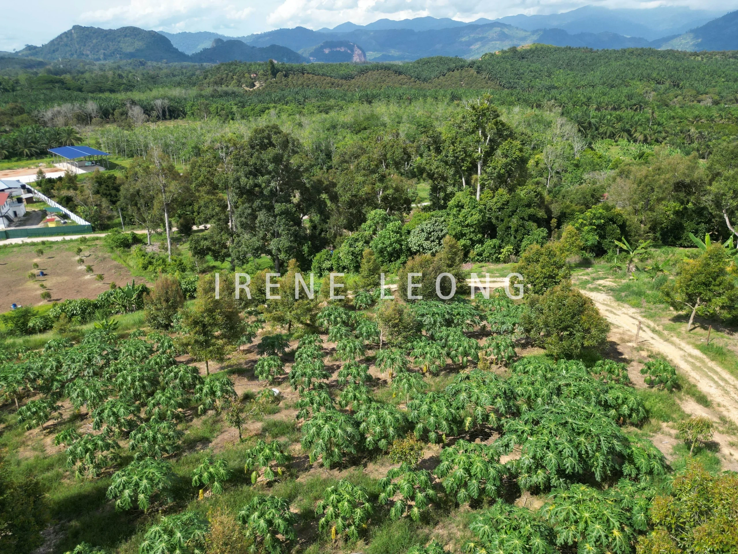 DJI_0913-crushimage
