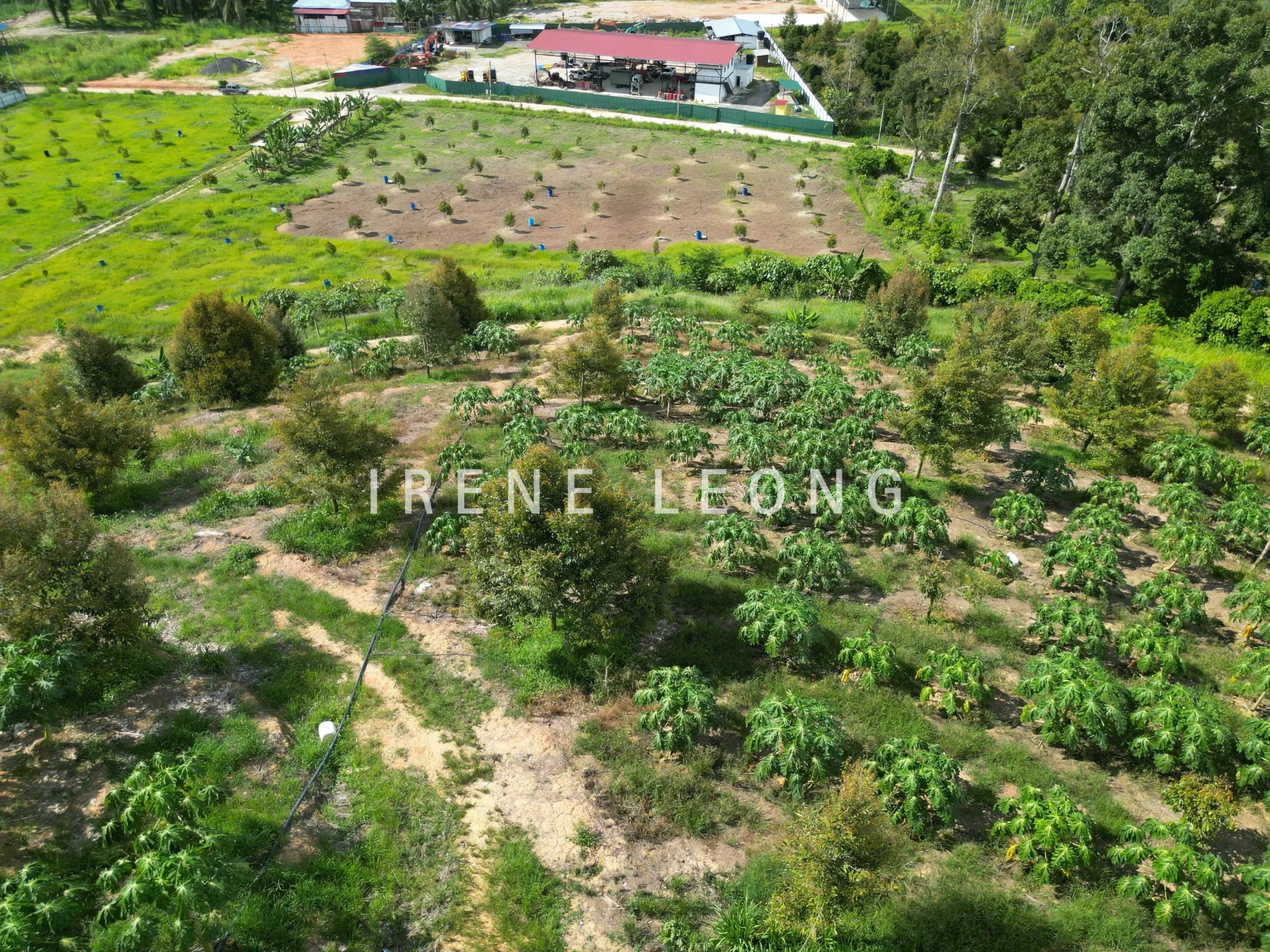 DJI_0915-crushimage