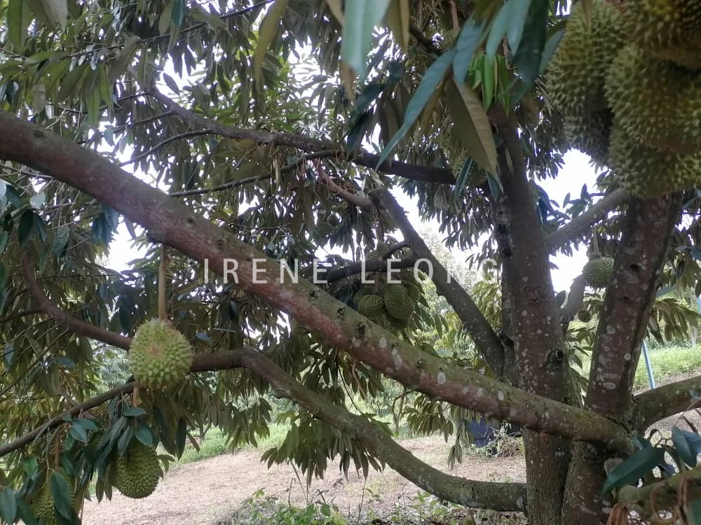 No (4)